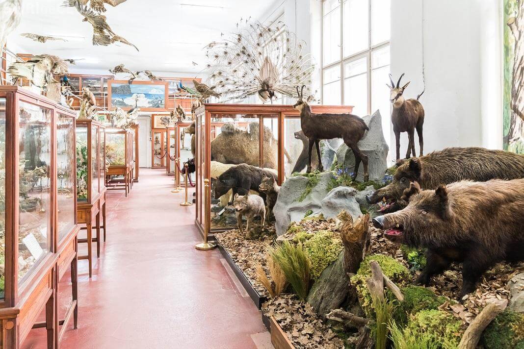 Muzeul Zoologic (UBB)