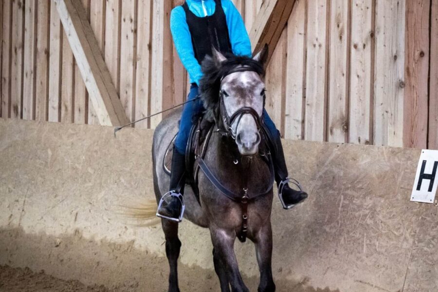 Cursuri de echitație pentru copii la Napoca Sport Horse