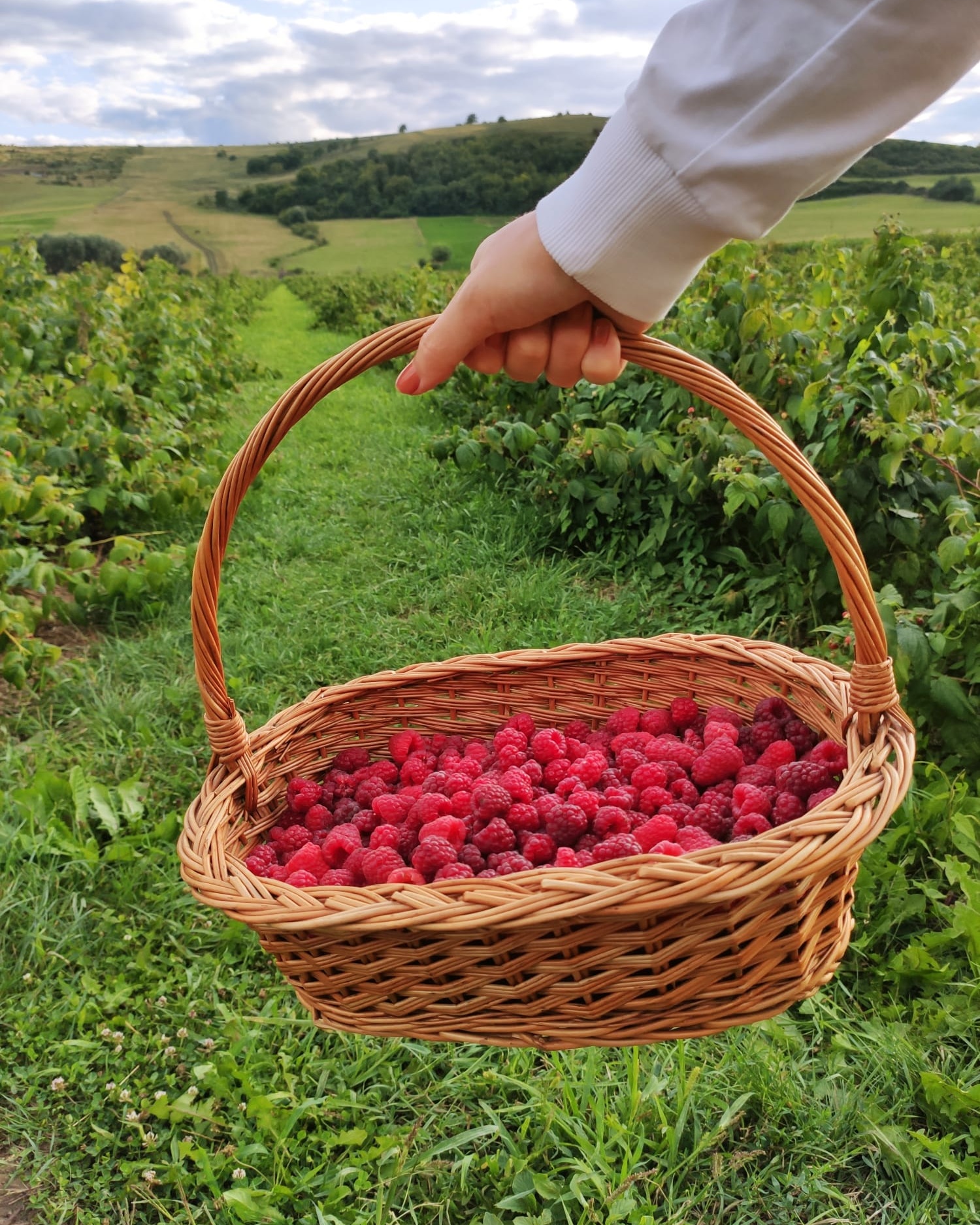 Delicium – Jams and Syrups