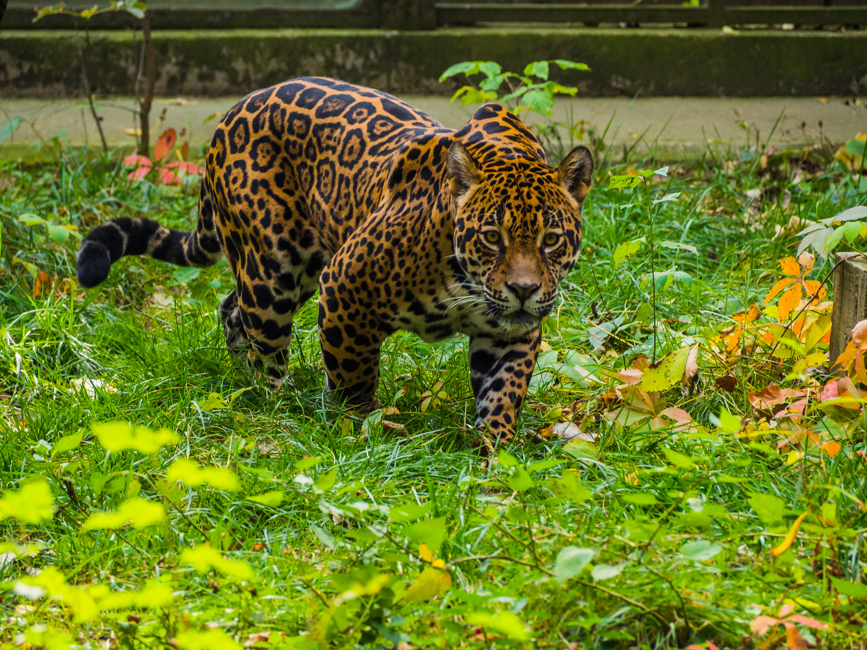 Grădina Zoologică București