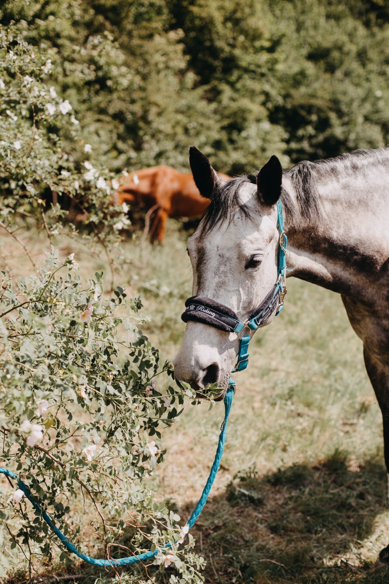 Wonderland Horseback Riding