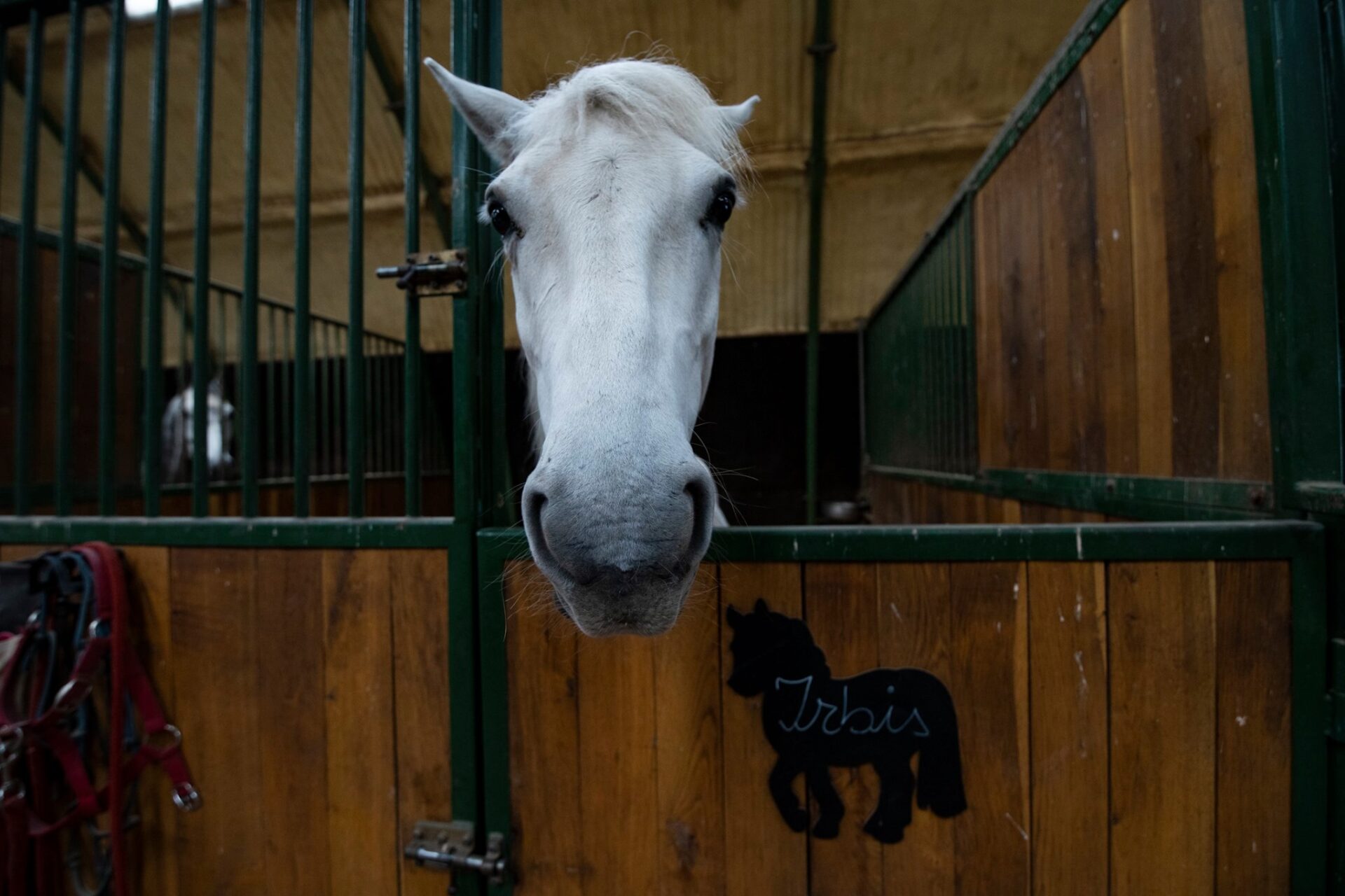 Clubul de Echitație Animo Ranch