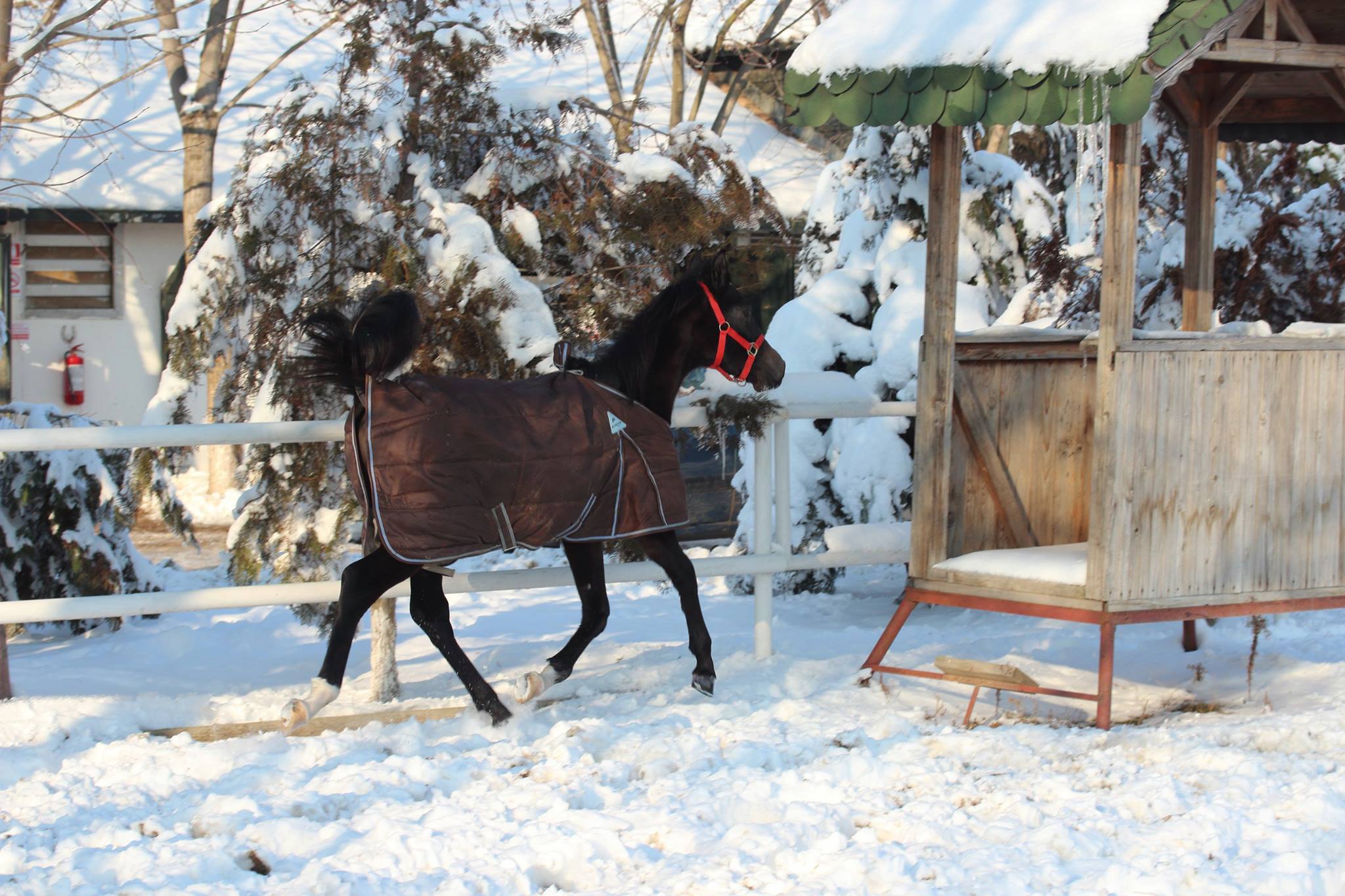 Arkadia Horse Club