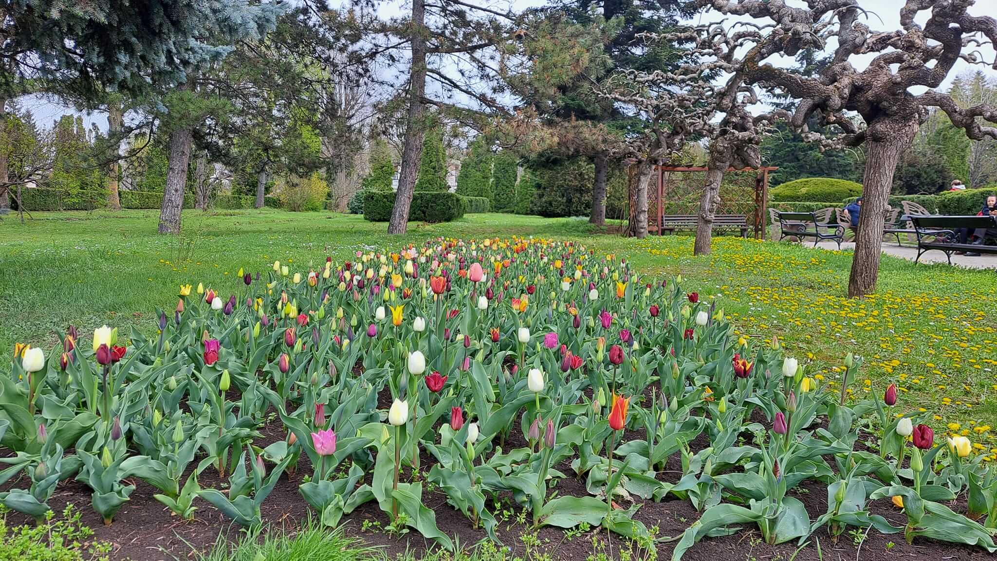 Cele mai bine cotate grădini botanice și parcuri dendrologice din România