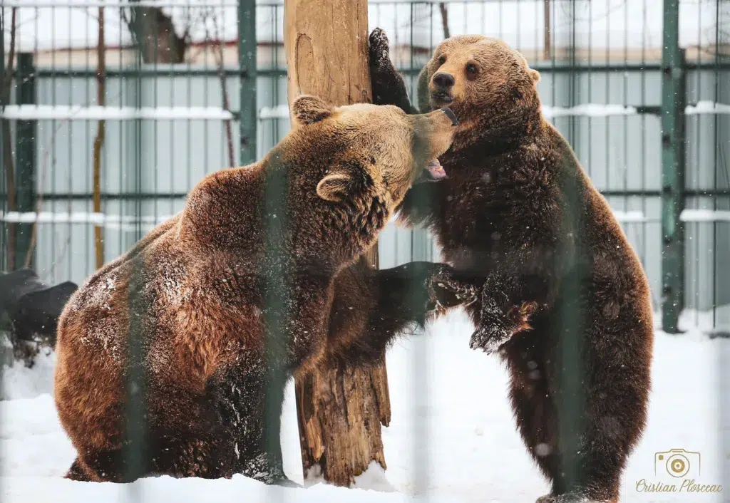 Zoo Rădăuți